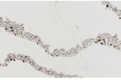 Cambria Collection Annicca